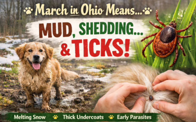 March in Ohio Means Mud, Shedding… and Ticks