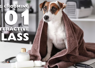 Dog Grooming 101: Between Grooms and DIY Dog Care