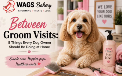 Between Groom Visits: 5 Things Every Dog Owner Should Be Doing at Home
