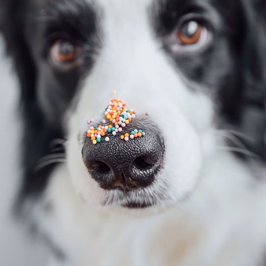 Pet Bakery Ohio