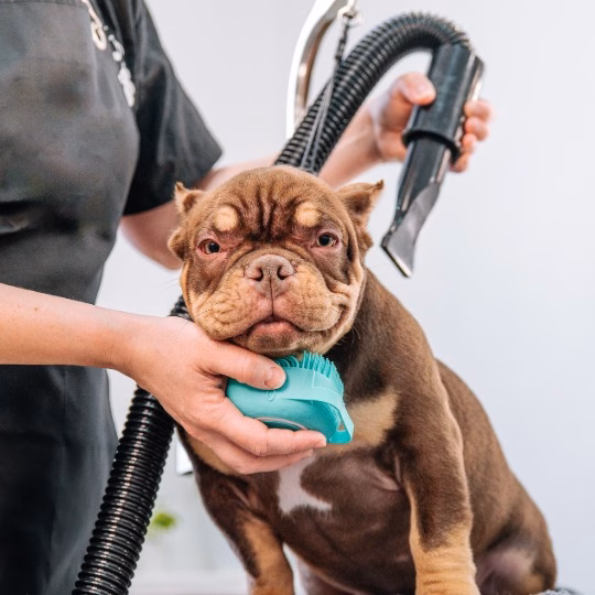 Pet-First Care