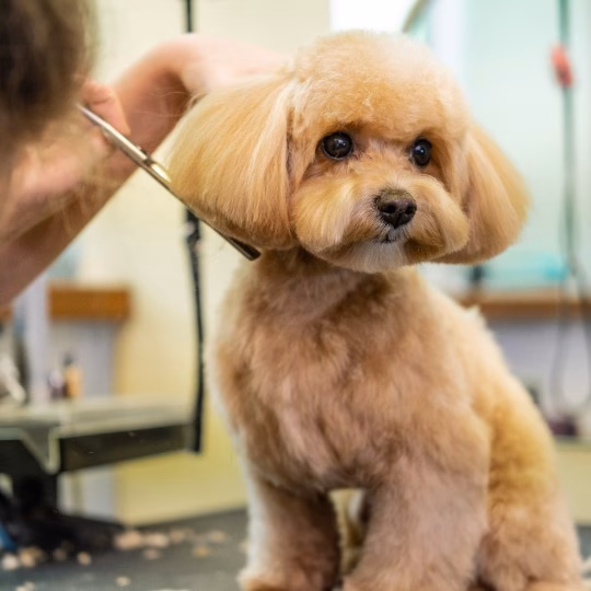 Professional Pet Grooming