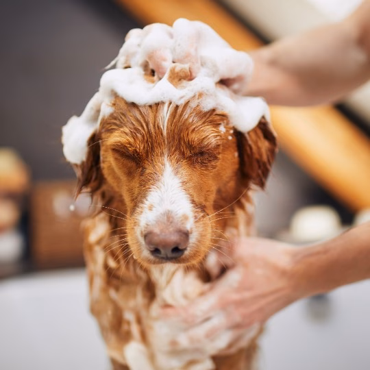 Transparent Grooming Prices